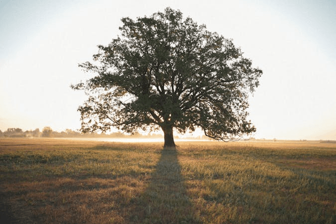 Tree Trimming for Curb Appeal in Sonora, CA
