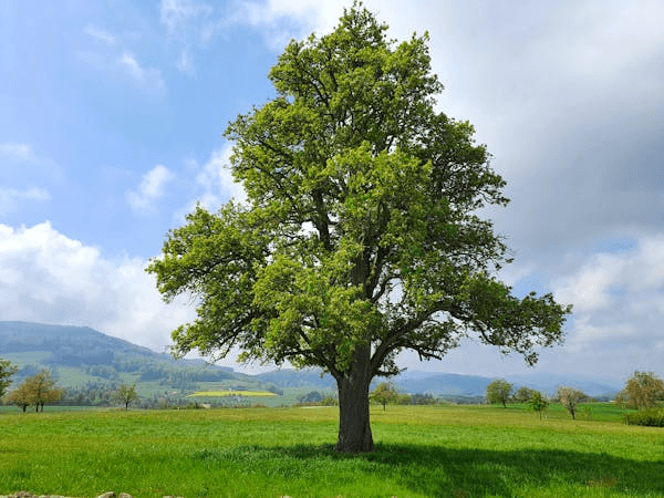 Tree Trimming vs. Pruning: What's the Difference?