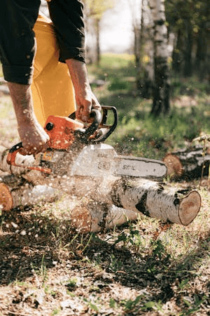 Defensible Space: Tree Care That Protects Your Foothill Home