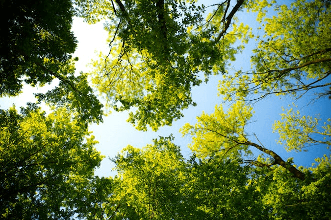 Preparing Your Murphys, CA Property for Wildfire Season