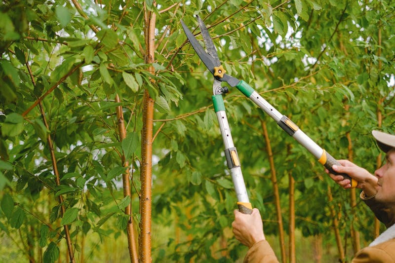 Storm damage tree cleanup in Central California neighborhood